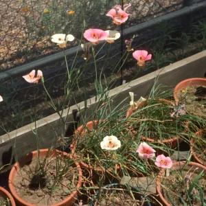 Calochortus luteus C. nanustus rosea