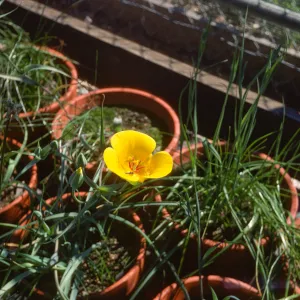 Calochortus luteus