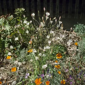 Triteleia pedunculata