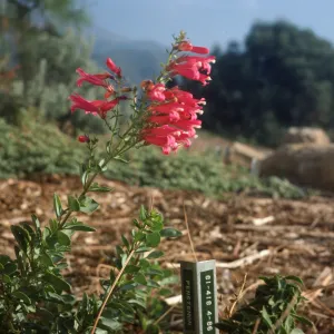 Penstemon newberryi 81-418