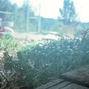 Penstemon newberryi Lt 81-418 compound Rt 84-165 simple