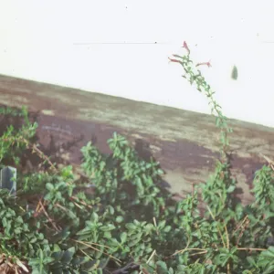 Penstemon newberryi Rt 81-418 compound in flower LT P.N 840165 simple in flower