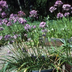 Dichelostemma multiflorum (Brodiaea m.) Dick Dossttâ€˜s Nursery