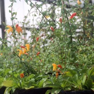 Keckiella antirrhinoides x cordifolia K03