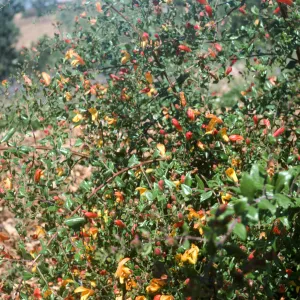 Keckiella antirrhinoides x cordifolia K03:K01xK02