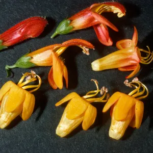 Keckiella antirrhinoides x cordifolia K03 actinomorphic morphic fls + zygs