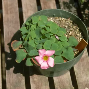 Oxalis pur Dutsb hyb O-104