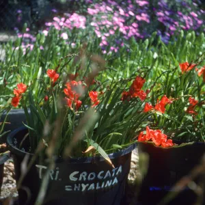 Tritonia crocoata (T.hyrlina) Dick Dosstts Nursery