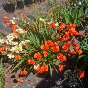 Tritonia hybrids