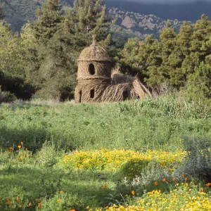 Toad Hall, yellow wildflowers in Meadow