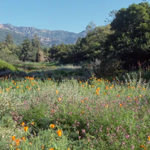 Toad Hall, wildflowers in the Meadow
