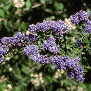 Ceanothus 'Dark Star' SBBG Porter