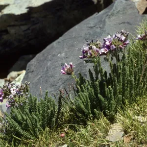 Polemonium eximium Mt Dana Tuolumne Co, CA