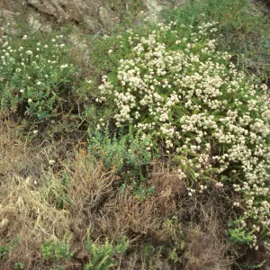 Eriogonum fasciculatum, San marcos Rd, SB Co, CA