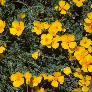 Eschscholzia californica SMI