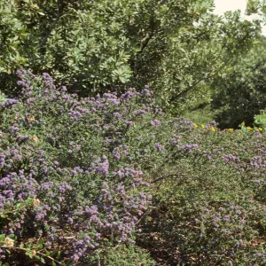 Ceanothus 'Dark Star' SBBG porter