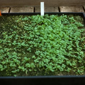 Petunia Fire Chief' maxicsop 8yr old seed Bio Con 400 test