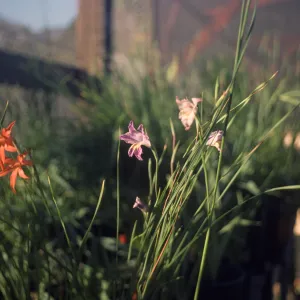 Gladiolus breeding trials