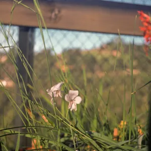 Gladiolus breeding trials