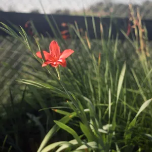 Gladiolus breeding trials