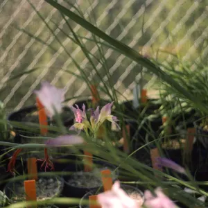 Gladiolus breeding trials G.scullyi