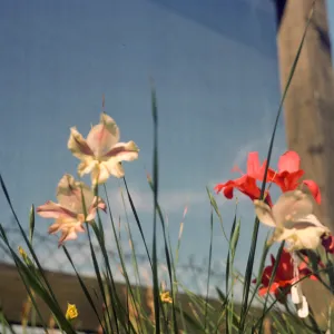 Gladiolus breeding trials