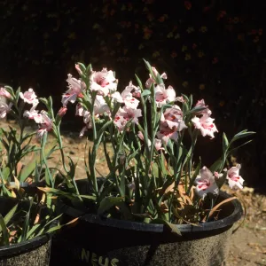 Gladiolus breeding trials Dick Dositts Nursery