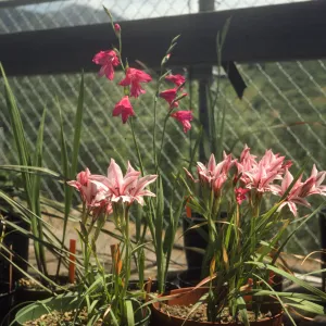 Gladiolus breeding trials