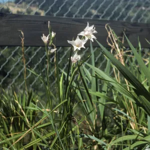 Gladiolus breeding trials