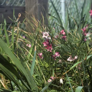 Gladiolus breeding trials Gladiolus tristis