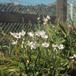 Gladiolus breeding trials