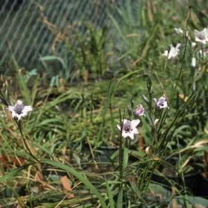 Gladiolus breeding trials