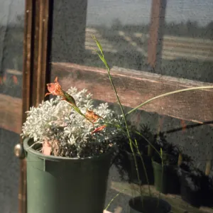 Gladiolus breeding trials