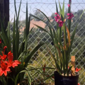 Gladiolus breeding trials
