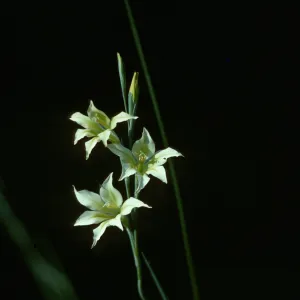 Gladiolus breeding trials