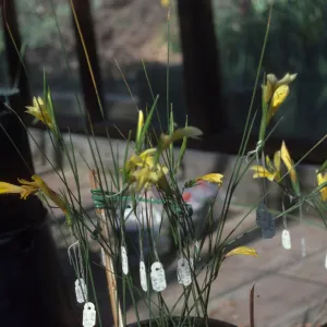 Gladiolus hybrids, Gladiolus tenellus