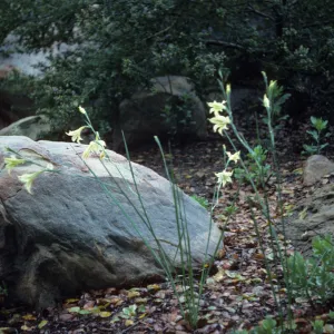 Gladiolus hybrids, Gladiolus tristis