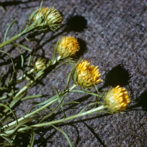 Eastwoodia elegans, Arroyo Del Puerto, Stanislaus County