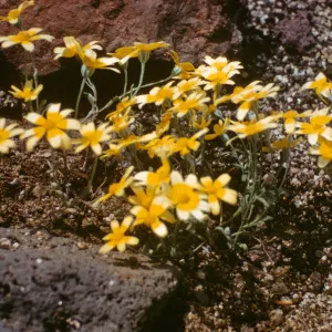Eriophyllum ambiguum, Redrock Canyon, Kern County