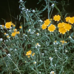 Eriophyllum latilobum, San Mateo