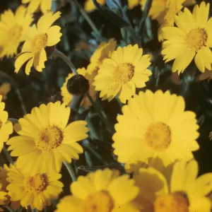 Monolopia major, 7 miles west of Tracy, San Joaquin County