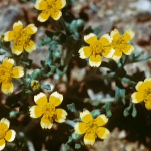 Syntrichopappus fremontii, Stoddard's Well, San Bernardino County
