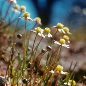 Blennosperma nanum, ca. 3 miles north of LaGrange, Stanislaus County