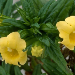 Mimulus aridus
