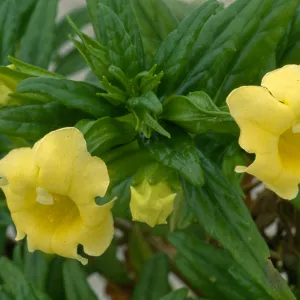 Mimulus aridus