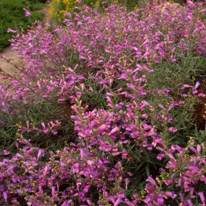 Penstemon