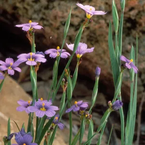 Sisyrinchrium bellum