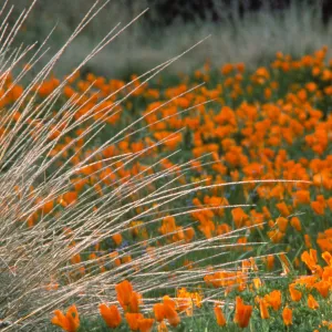 Eschscholzia California Poppy