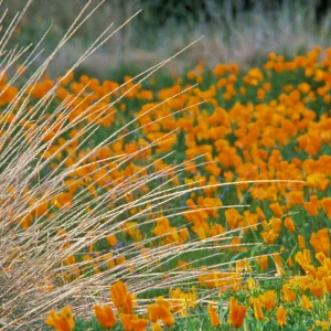 Eschscholzia California Poppy
