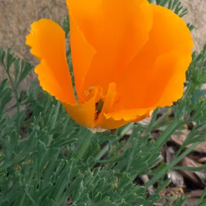 Eschscholzia californica